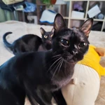 Фото №2 Бомбейские котята