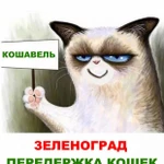 Передержка кошек