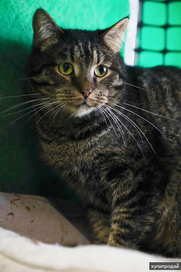 Фото Кот Ричард - крупный и дородный полоскин в добрые руки