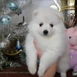 Фото №5 Щенки белоснежного японского шпица