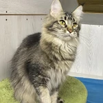 Фото №8 Котята мейн кун