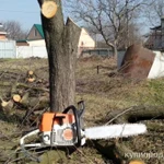 фото Спил деревьев любой сложности