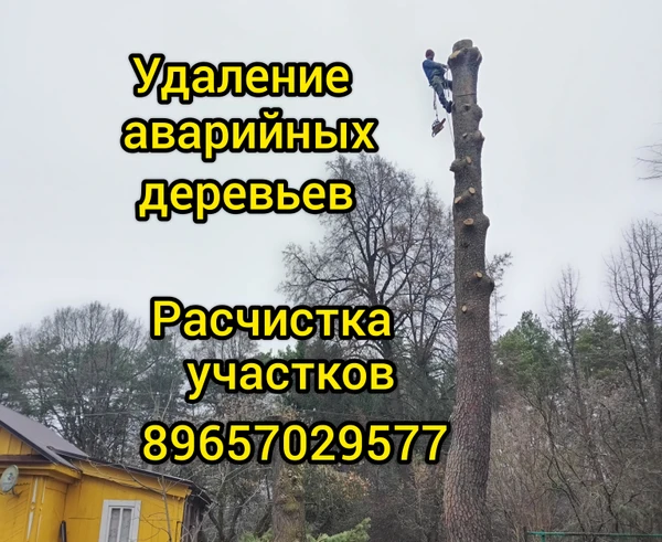 Фото Спил опасных деревьев Обрезка плодовых Расчистка участка