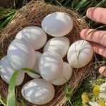 фото Яйцо куриное с доставкой