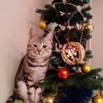 Фото №7 Передержка кошек в квартире