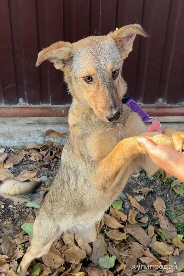 Фото Очаровательная малышка метис