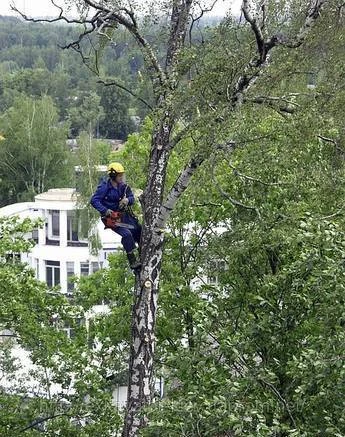 Фото Вырубка деревьев кустарников Спил Кронирование