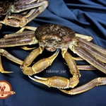 КРАБ СТРИГУН целый