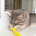 Фото №9 Кошечка Лилу серебристая полосатка в добрые руки