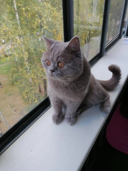 Фото вязка кошек