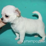 Фото №12 чихуахуа белоснежный мальчик шоу