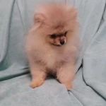 Фото №2 Девочка и мальчик померанского шпица