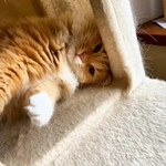 Фото №2 Кошечка Алиса в добрые руки