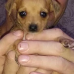 Фото №12 Продам щенков.