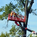 Услуги по вырубке деревьев в парках, скверах