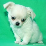 Фото №6 чихуахуа белоснежный мальчик шоу