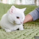 Фото №5 Белоснежная кошечка Алиса в добрые руки