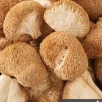 Фото №8 Грибы, мицелий ежовика гребенчатого (гериций, львиная грива, ямабушитаке)