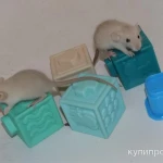 Фото №4 Декоративные крысята сиам