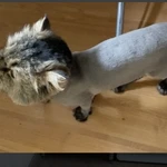 Фото №6 Гигиеническая стрижка кошек и собак