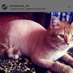 Фото №4 Гигиеническая стрижка кошек и собак