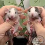 Фото №7 Крысята Дамбо. Декоративная крыса