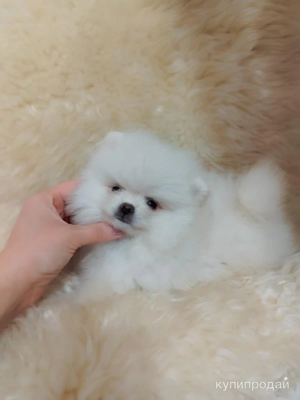 Фото красивая девочка шпица