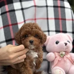 Тедди щенки пуделя