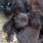 Фото №5 Отдам в хорошие руки