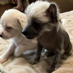 Фото №2 Продаю щенков китайской хохлатой