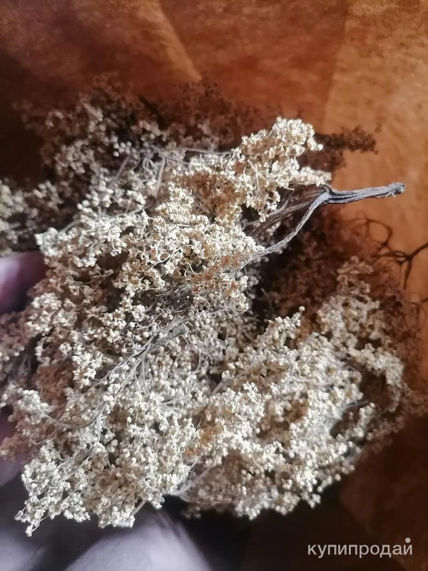 Фото Бузины чёрной цвет . Цена за 100 грамм.