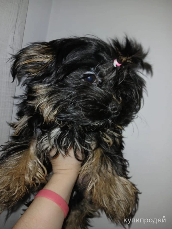 Фото Продам Йоркширского терьера