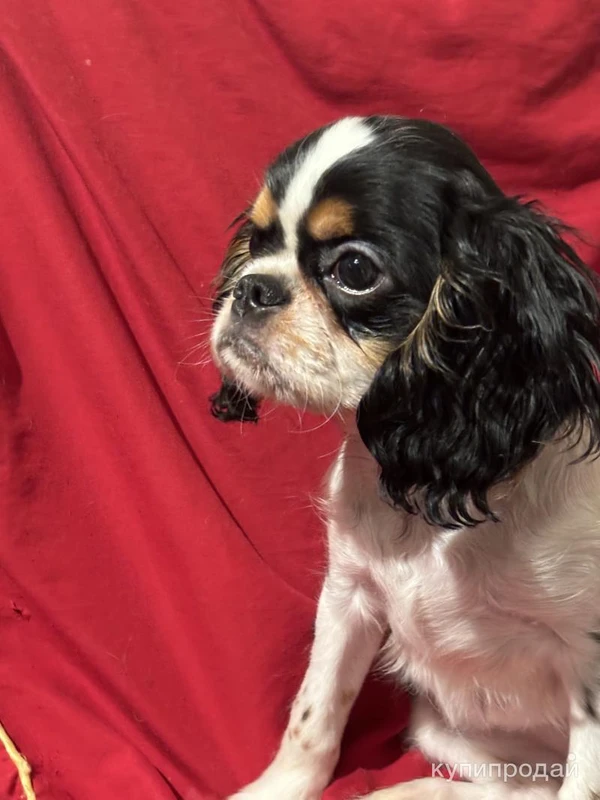 Фото Кинг чарльз спаниель