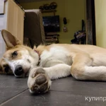 фото Милая, трогательная собака Лиза в добрые руки