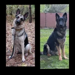 Фото №5 Черные овчарята