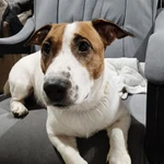 Фото №4 Замечательные щенки Джек Рассел терьера