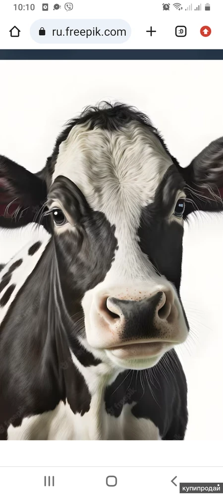 Фото Закупаем мясо дорого