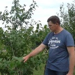 Летняя обрезка плодовых деревьев на урожай