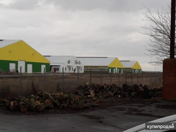 Фото Фермерское хозяйство на 2200 голов