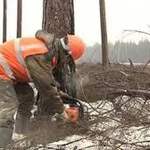 Фото №2 Удаление опасных деревьев
