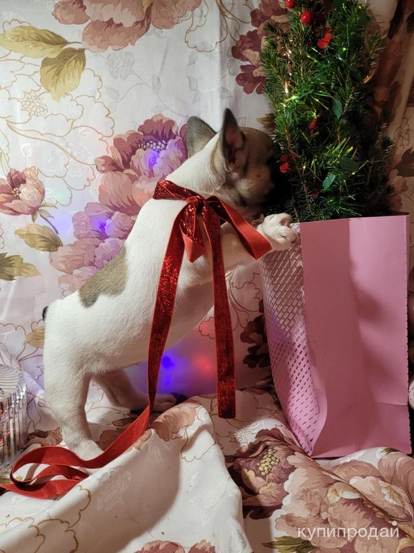 Французский бульдожек