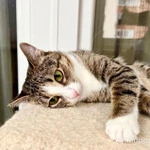 Фото №8 Полосатая кошечка Молли в добрые руки