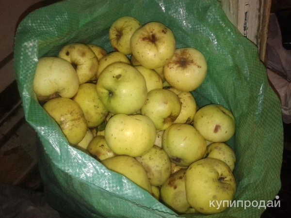 Фото Яблоки антоновка