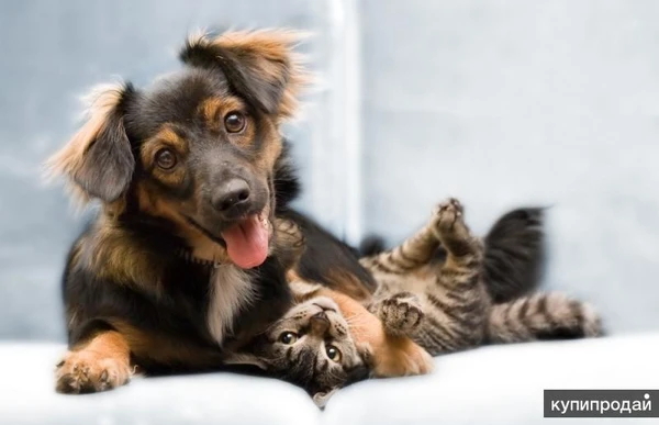 Фото Ветеринарная вызывная служба Динго