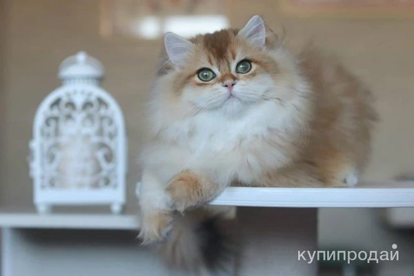 Фото Британский мальчик Юкка