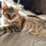 Фото №3 Отдам в добрые руки