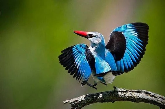 Фото Эдифетт F65 SB