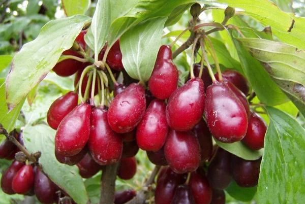 Фото Продам кизил