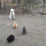 Фото №6 Дрессировка собак 