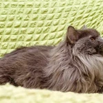 Фото №5 Роскошный красавец нибелунг Ротшильд в добрые руки